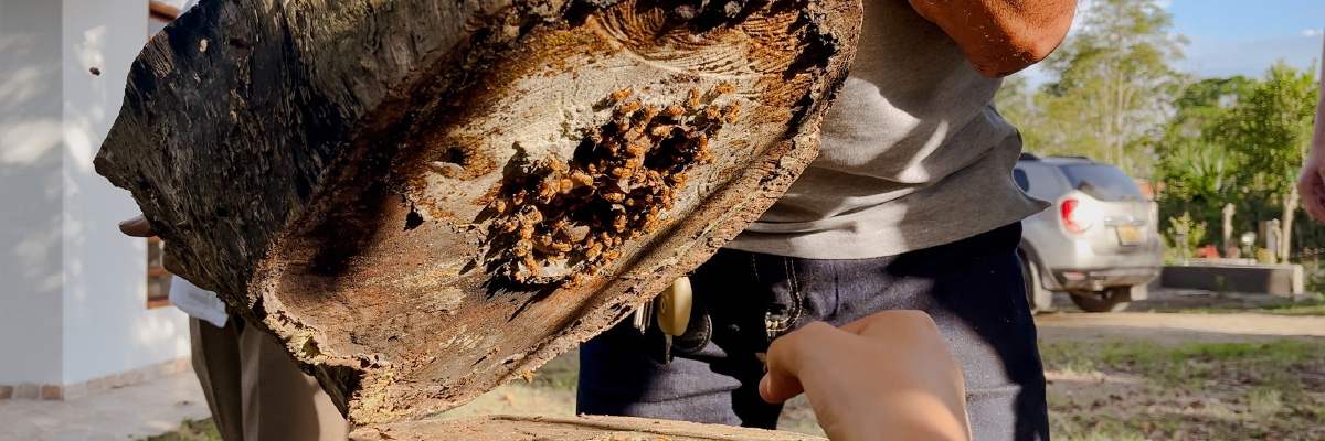 Mediaciones de diseño para la conservación de abejas