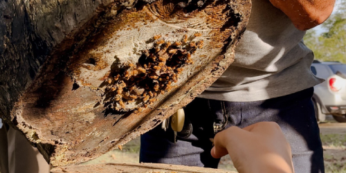 Mediaciones de diseño para la conservación de abejas